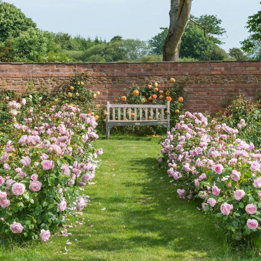 オリビア・ローズ・オースチン鉢苗 - Olivia Rose Austin Potted (Ausmixture)