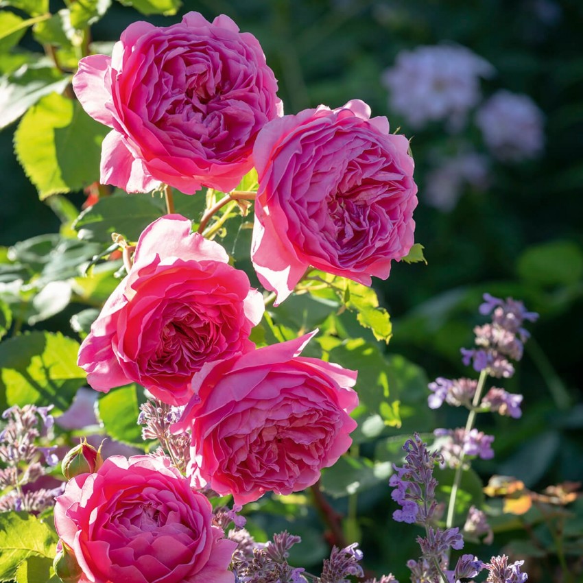 プリンセス・アレキサンドラ・オブ・ケント裸苗 - Princess Alexandra of Kent (Ausmerchant)