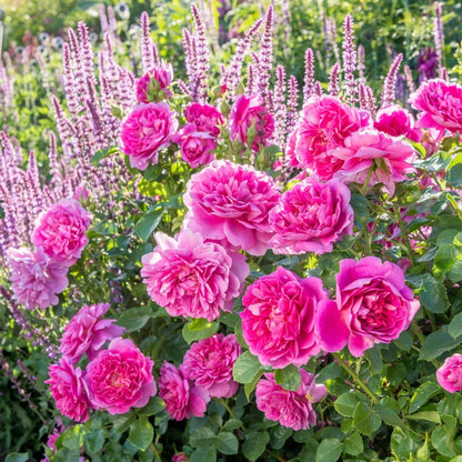 プリンセス・アン 鉢苗 - Princess Anne Potted (Auskitchen)