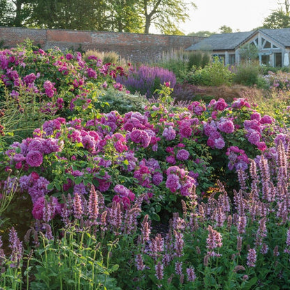 プリンセス・アン 鉢苗 - Princess Anne Potted (Auskitchen)