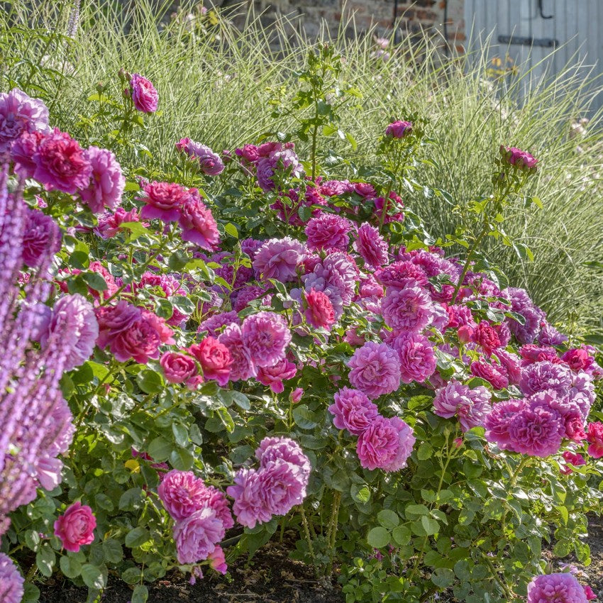 プリンセス・アン 鉢苗 - Princess Anne Potted (Auskitchen)