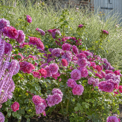 プリンセス・アン 鉢苗 - Princess Anne Potted (Auskitchen)