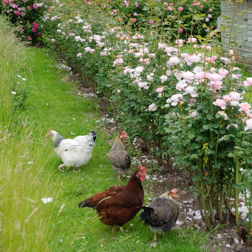 クィーン・オブ・スウェーデン　15L鉢苗 - Queen of Sweden Potted 15L (Austiger)