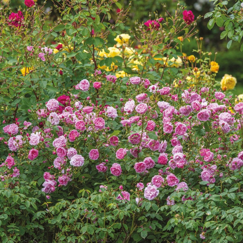 ハーロウ・カー鉢苗 - Harlow Carr Potted (Aushouse) – David Austin