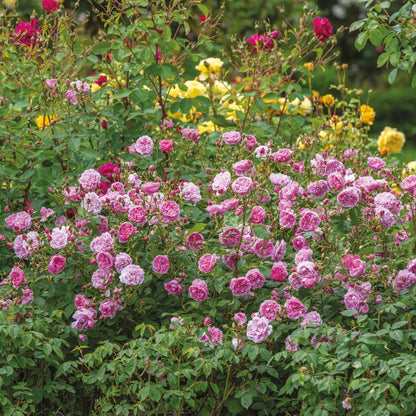 ハーロウ・カー鉢苗 - Harlow Carr Potted (Aushouse)