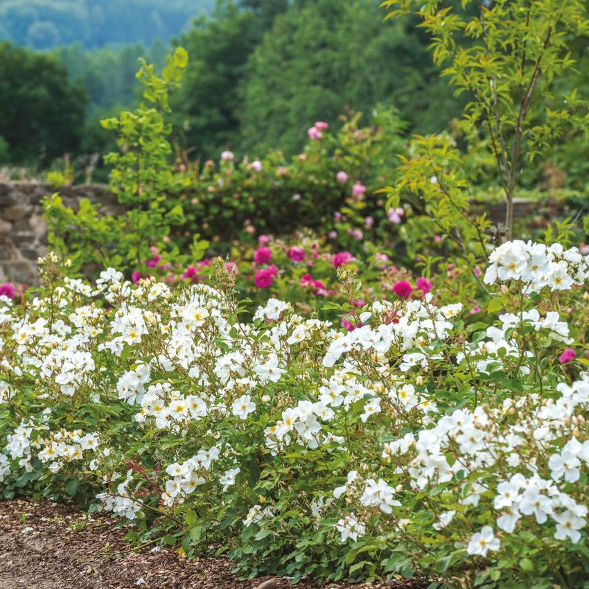 キュー・ガーデン鉢苗 - Kew Gardens Potted (Ausfence)