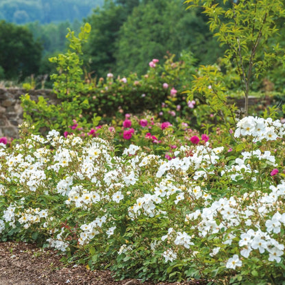 キュー・ガーデン鉢苗 - Kew Gardens Potted (Ausfence)