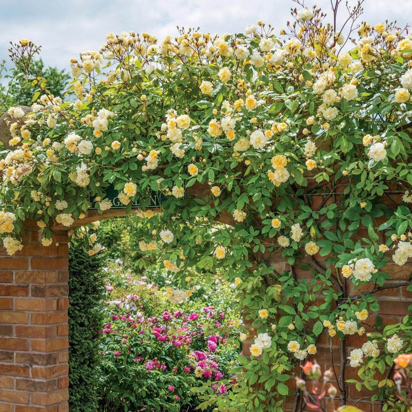 モーヴァン・ヒル ランブラー鉢苗 - Malvern Hills Potted (Auscanary)