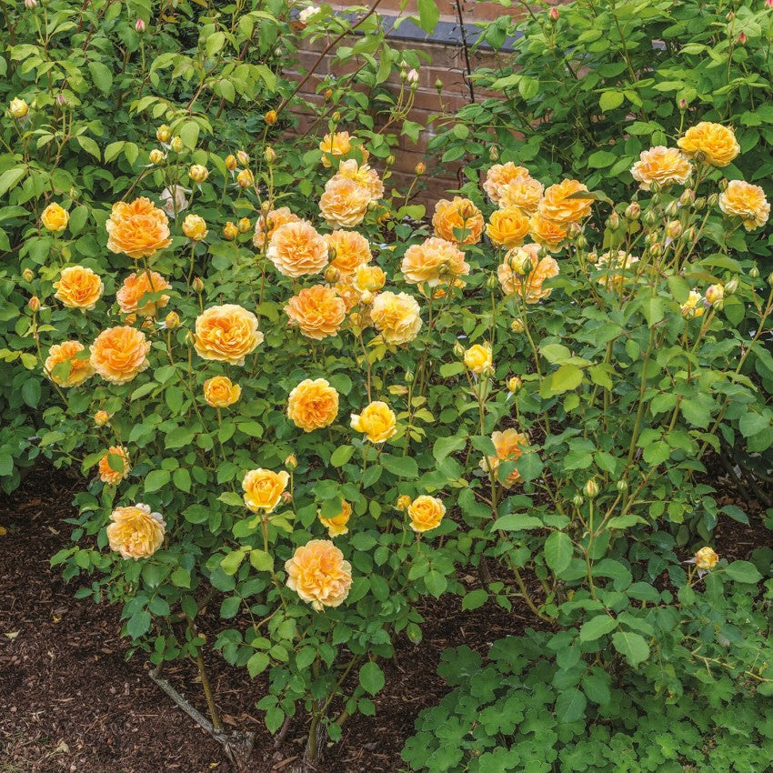 モリニュー - Molineux® (Ausmol) – David Austin Roses Japan