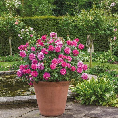 プリンセス・アン 15L鉢苗 - Princess Anne Potted 15L(Auskitchen)