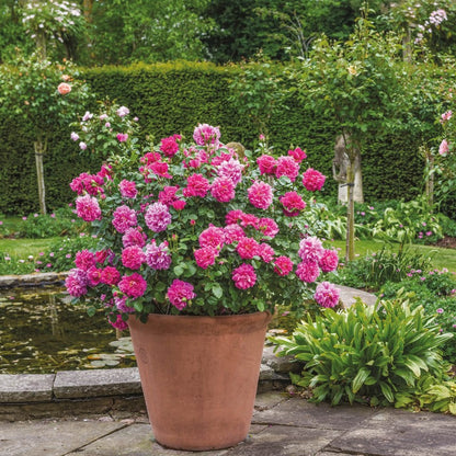 プリンセス・アン 鉢苗 - Princess Anne Potted (Auskitchen)