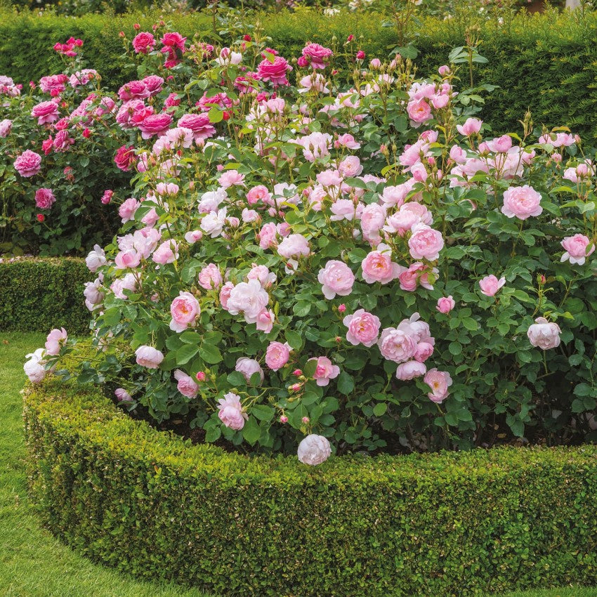 スキャボロー・フェア裸苗 - Scarborough Fair (Ausoran)