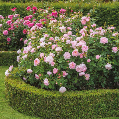 スキャボロー・フェア裸苗 - Scarborough Fair (Ausoran)