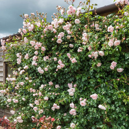 ザ・ジェネラス・ガーデナー 15L鉢苗 - The Generous Gardener Potted 15L