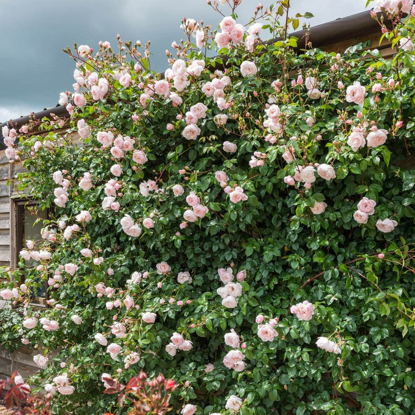 ザ・ジェネラス・ガーデナー裸苗 - The Generous Gardener (Ausdrawn)