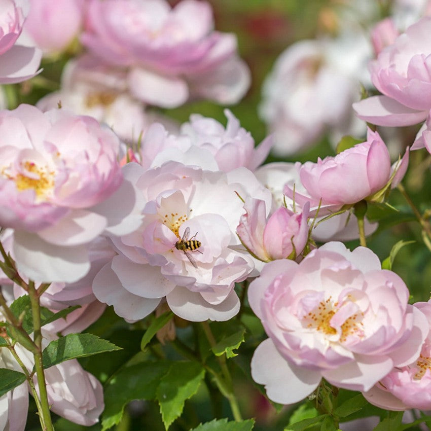 スキャボロー・フェア 鉢苗 - Scarborough Fair Potted (Ausoran)