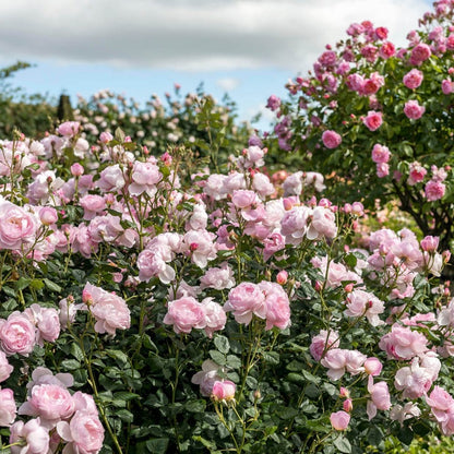 セプタード・アイル　鉢苗 - Scepter'd Isle Potted (Ausland)