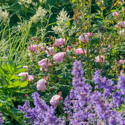 セプタード・アイル　鉢苗 - Scepter'd Isle Potted (Ausland)