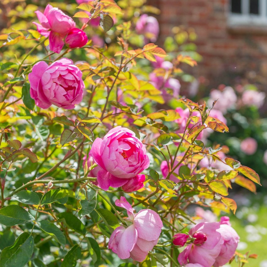 スカイラーク裸苗 - Skylark (Ausimple) – David Austin Roses Japan