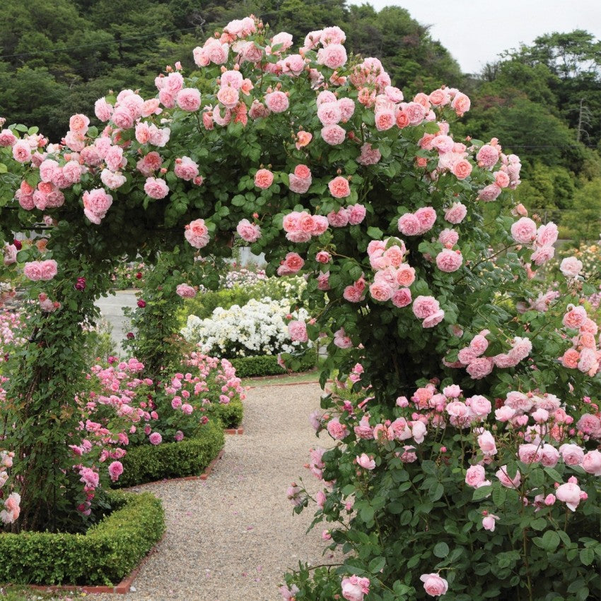 ストロベリー・ヒル - Strawberry Hill (Ausrimini) – David Austin