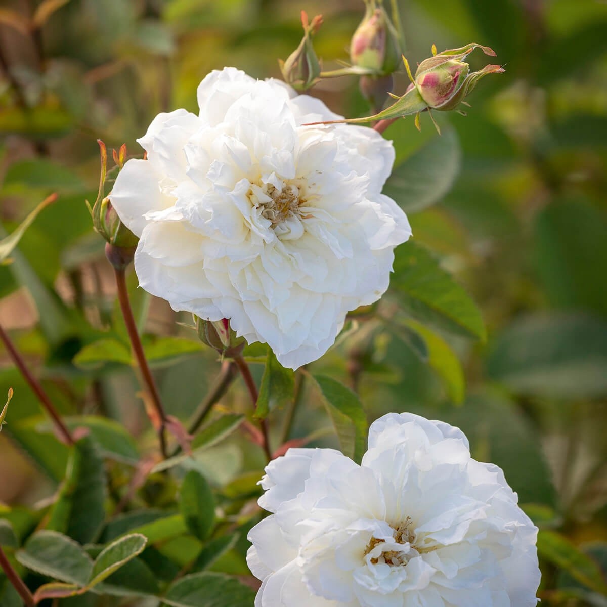 スーザン・ウィリアムズ・エリス 鉢苗 - Susan Williams-Ellis Potted