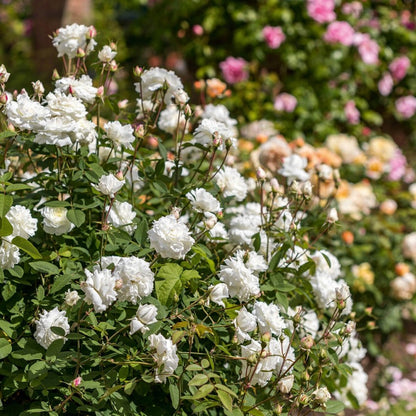 スーザン・ウィリアムズ・エリス裸苗 - Susan Williams-Ellis (Ausquirk)