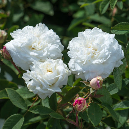 スーザン・ウィリアムズ・エリス 鉢苗 - Susan Williams-Ellis Potted (Ausquirk)