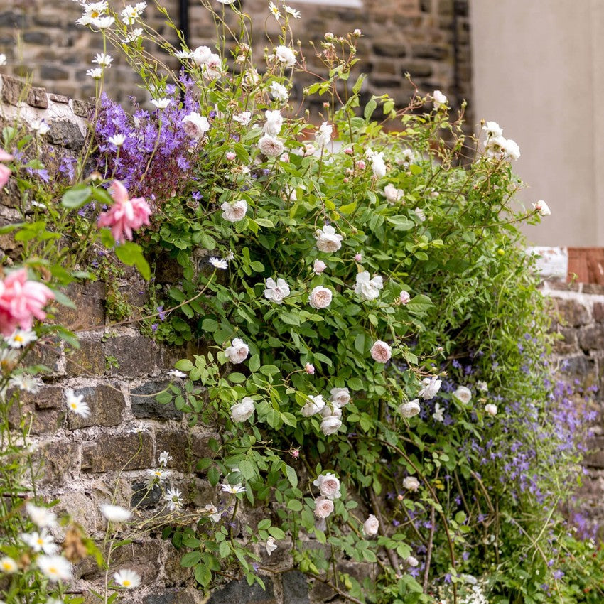 ジ・オルブライトン・ランブラー鉢苗 - The Albrighton Rambler Potted (Ausmobile)