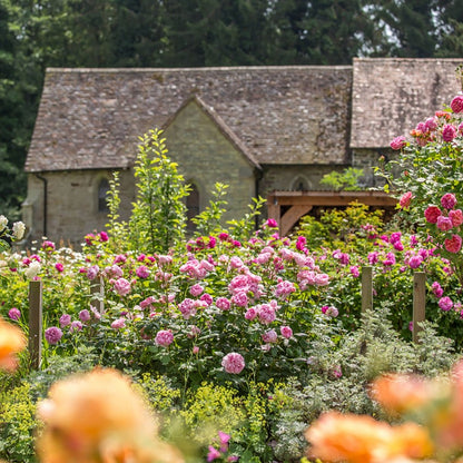 ジ・エンシェント・マリナー15L鉢苗 - The Ancient Mariner Potted 15L (Ausoutcry)