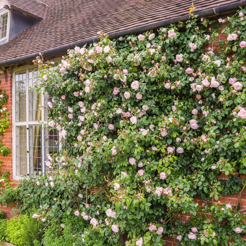 ザ・ジェネラス・ガーデナー鉢苗 - The Generous Gardener Potted (Ausdrawn)