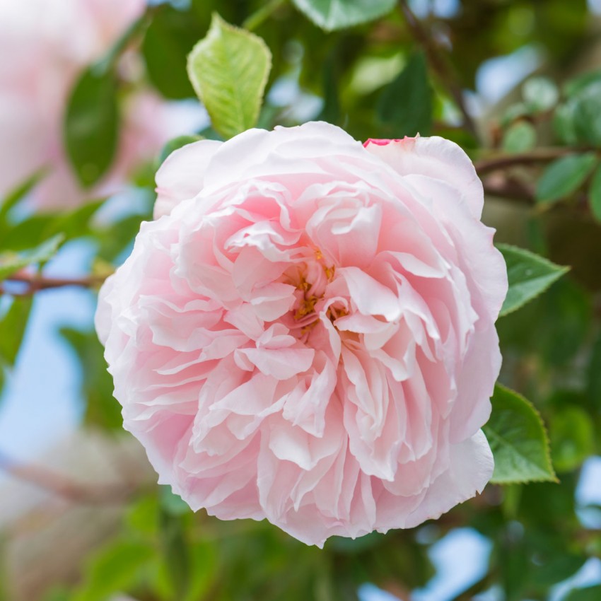 色で探す – David Austin Roses Japan