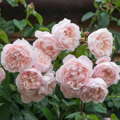 ザ・ジェネラス・ガーデナー 15L鉢苗 - The Generous Gardener Potted 15L