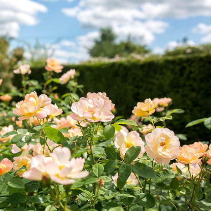 ザ・ラーク・アセンディング裸苗 - The Lark Ascending (Ausursula)