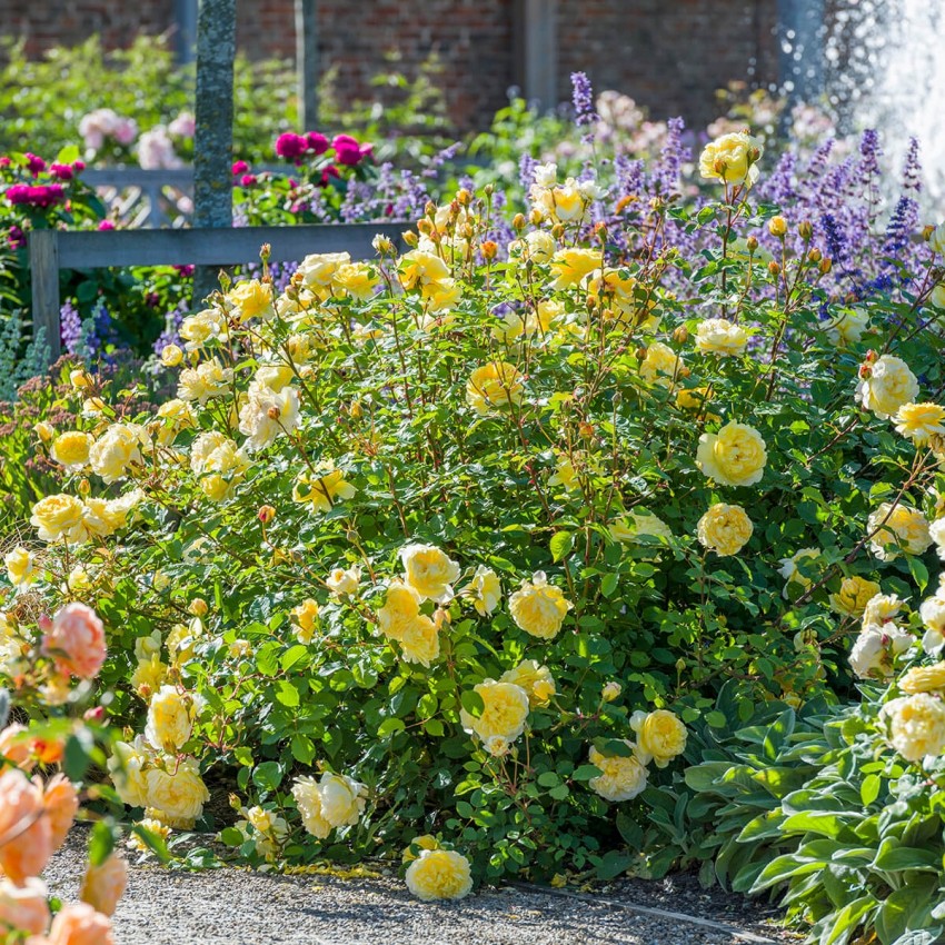 ザ・ポエッツ・ワイフ鉢苗 - The Poet's Wife Potted (Auswhirl)