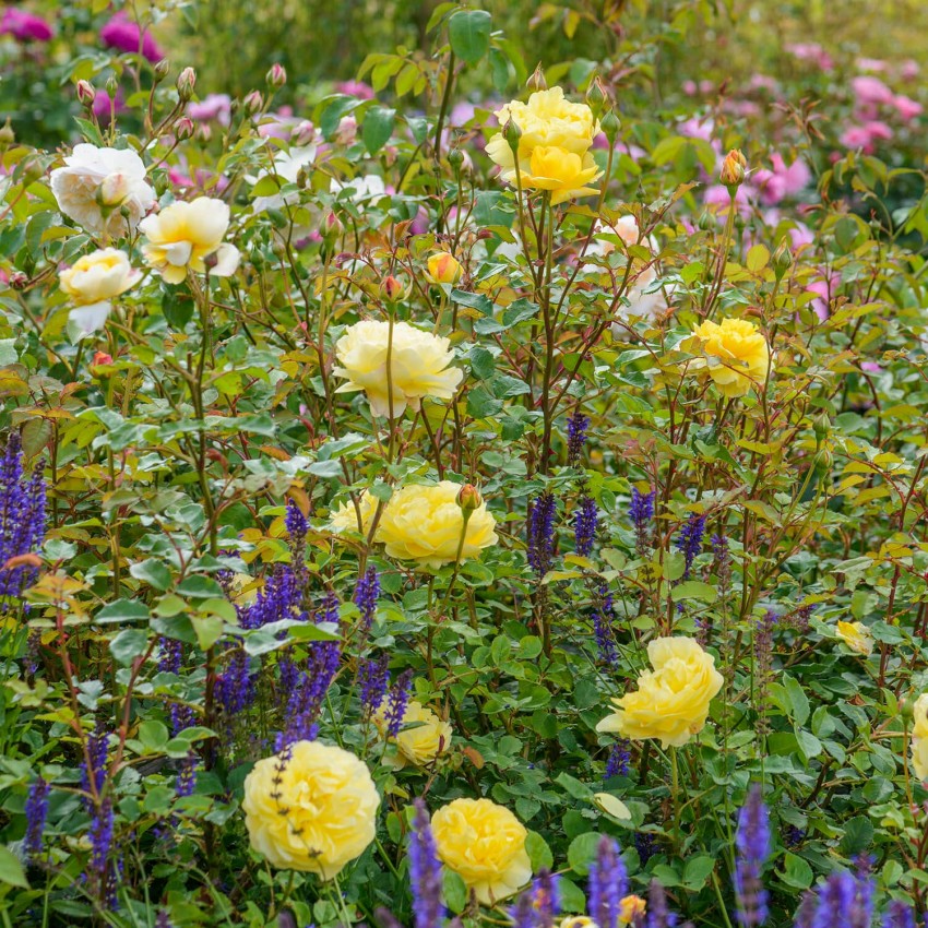 ザ・ポエッツ・ワイフ鉢苗 - The Poet's Wife Potted (Auswhirl)