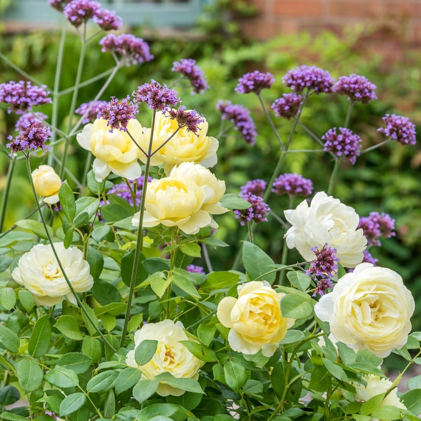 ヴァネッサ・ベル 鉢苗 - Vanessa Bell Potted (Auseasel) – David