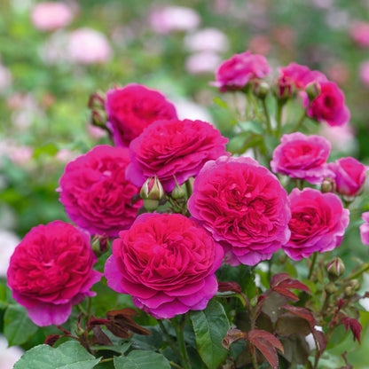 ガブリエル・オーク 裸苗 - Gabriel Oak (Auscrowd)