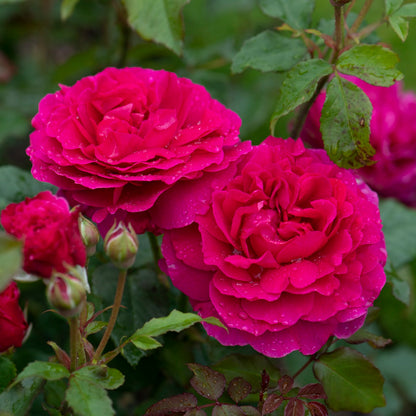 ガブリエル・オーク 裸苗 - Gabriel Oak (Auscrowd)