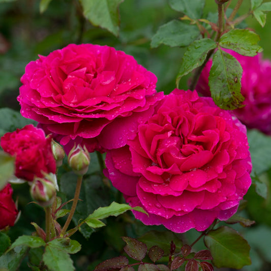 ガブリエル・オーク 裸苗 - Gabriel Oak (Auscrowd)