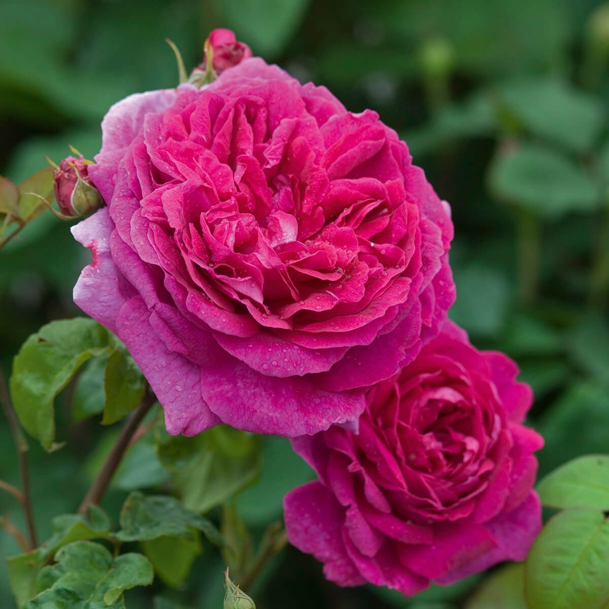 野に咲く薔薇のブラウス　生成 Innocent World｜野に咲く薔薇のブラウス(再販・新色)